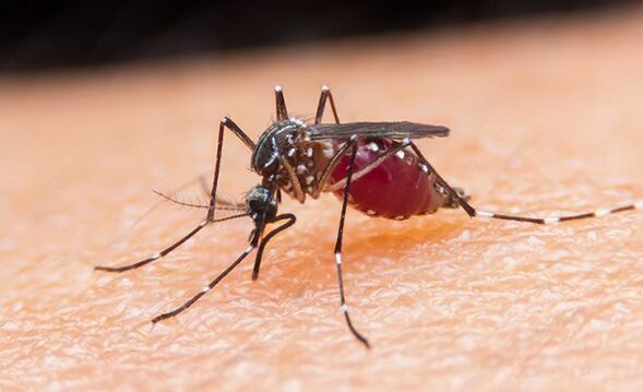 Die Mücke ist der Träger von Protozoenparasiten und Malaria. 