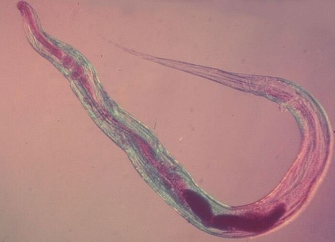 Fadenwurm unter dem Mikroskop